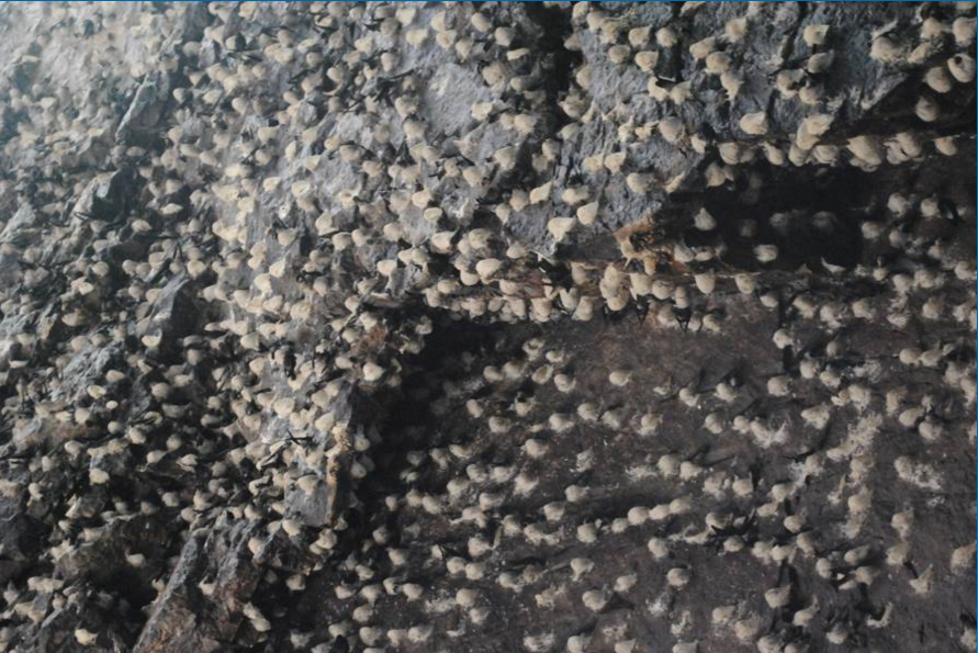 ben-trong-hang-Trong-yen-dao-A-1-Khanh-Hoa.png (909 KB)