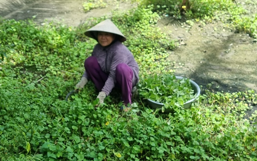 Mô hình trồng rau Diên Điền.png (949 KB)