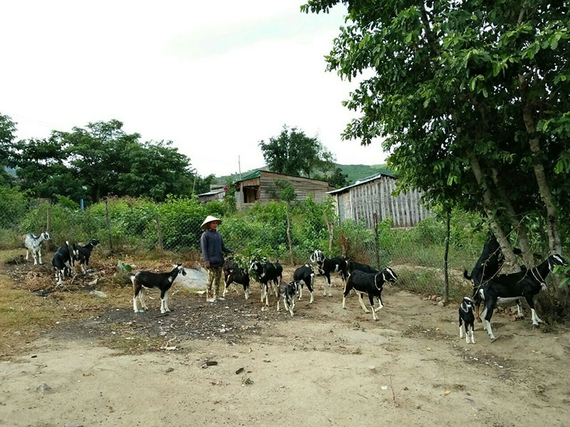 Chị Kator Thị Liên đang chăm sóc đàn dê của gia đình
